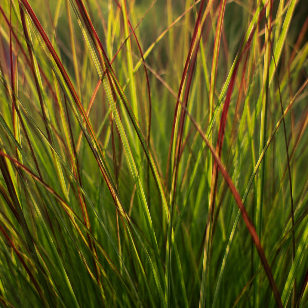6x Panicum virgatum ‘Rotstrahlbusch’ – Siergras met warme herfstkleuren | Potmaat 12 cm