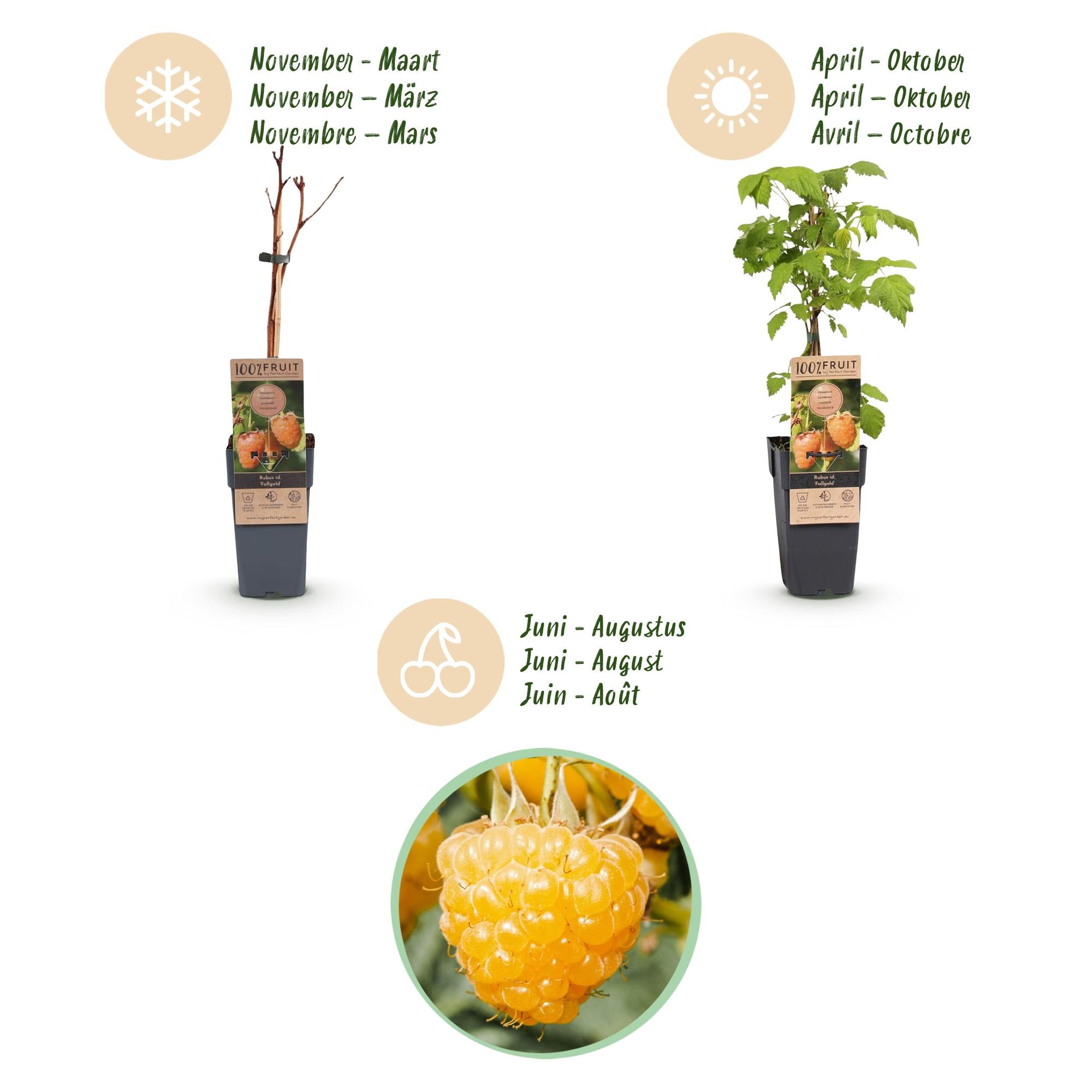 Fruitplant - Rubus idaeus Fallgold - Frambozenplant - Winterhard - Gele Framboos - 2 Planten - Pot 15cm - Hoogte 50cm
