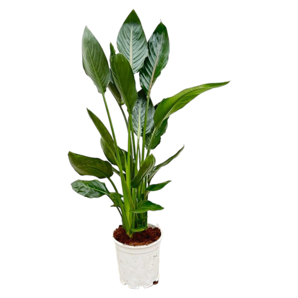 Strelitzia Reginae - 100 cm - Ø21