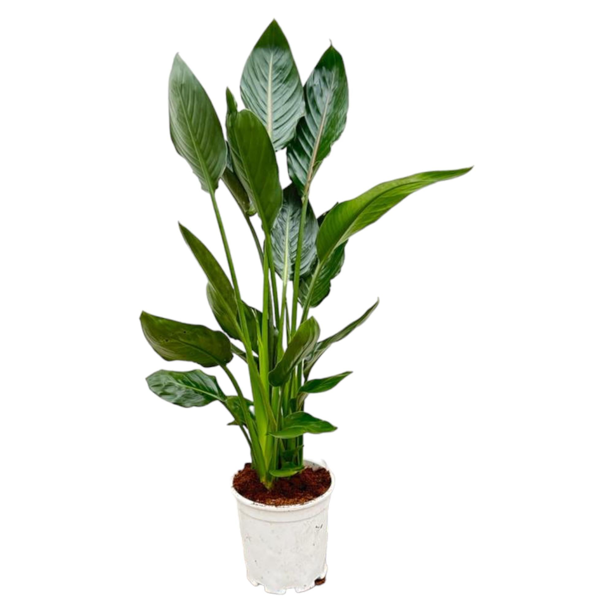 Strelitzia Reginae - 100 cm - Ø21