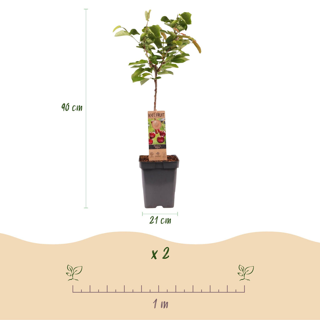 Fruitboom - Prunus avium Regina - Kersenboom - Winterhard - Donker Rode Bes - 1 Plant - Pot 21cm - Hoogte 90cm