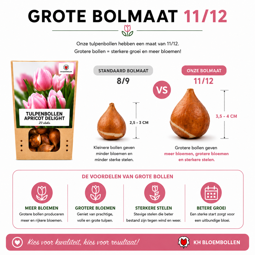Tulpenbollen Apricot Delight – 20 Stuks | KH Bloembollen® | Roze Apricot Tulp – Zacht & Fris – Cadeau voor Tuin of Pot – Maat 11/12 – Vers van de Teler!