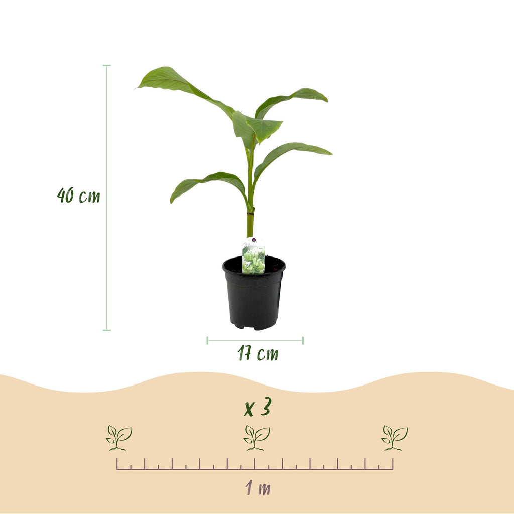 Fruitplant - Bananen plant - Musa Basjoo - Winterhard - 2 planten - Pot 17cm Hoogte 40cm