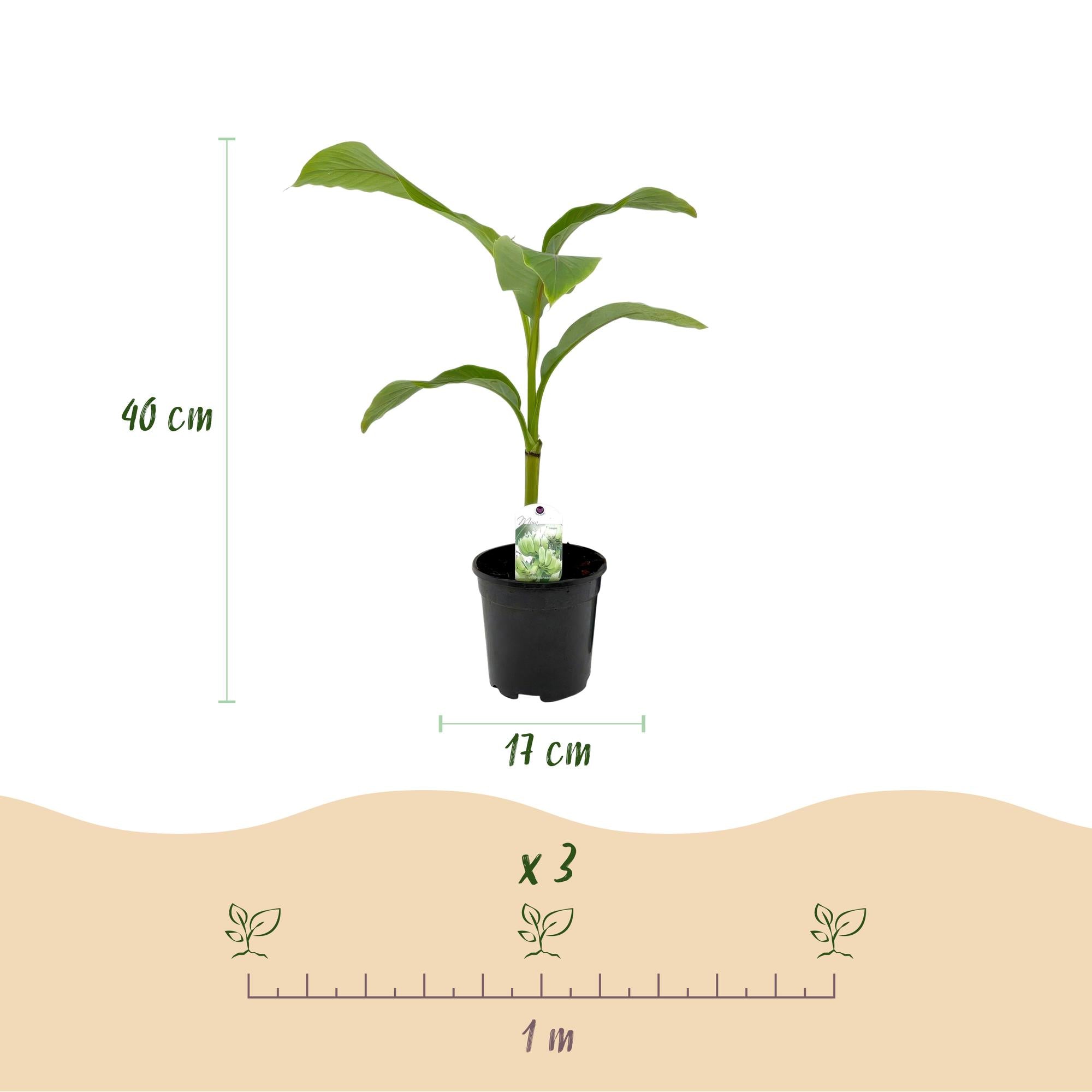 Fruitplant - Bananen plant - Musa Basjoo - Winterhard - 2 planten - Pot 17cm Hoogte 40cm