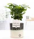 Coffea Arabica In P&PURE Illusion Cer. - Ø12cm - ↕20cm