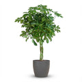 Schefflera Arab Nora met Potter grijs - 70cm - Ø21