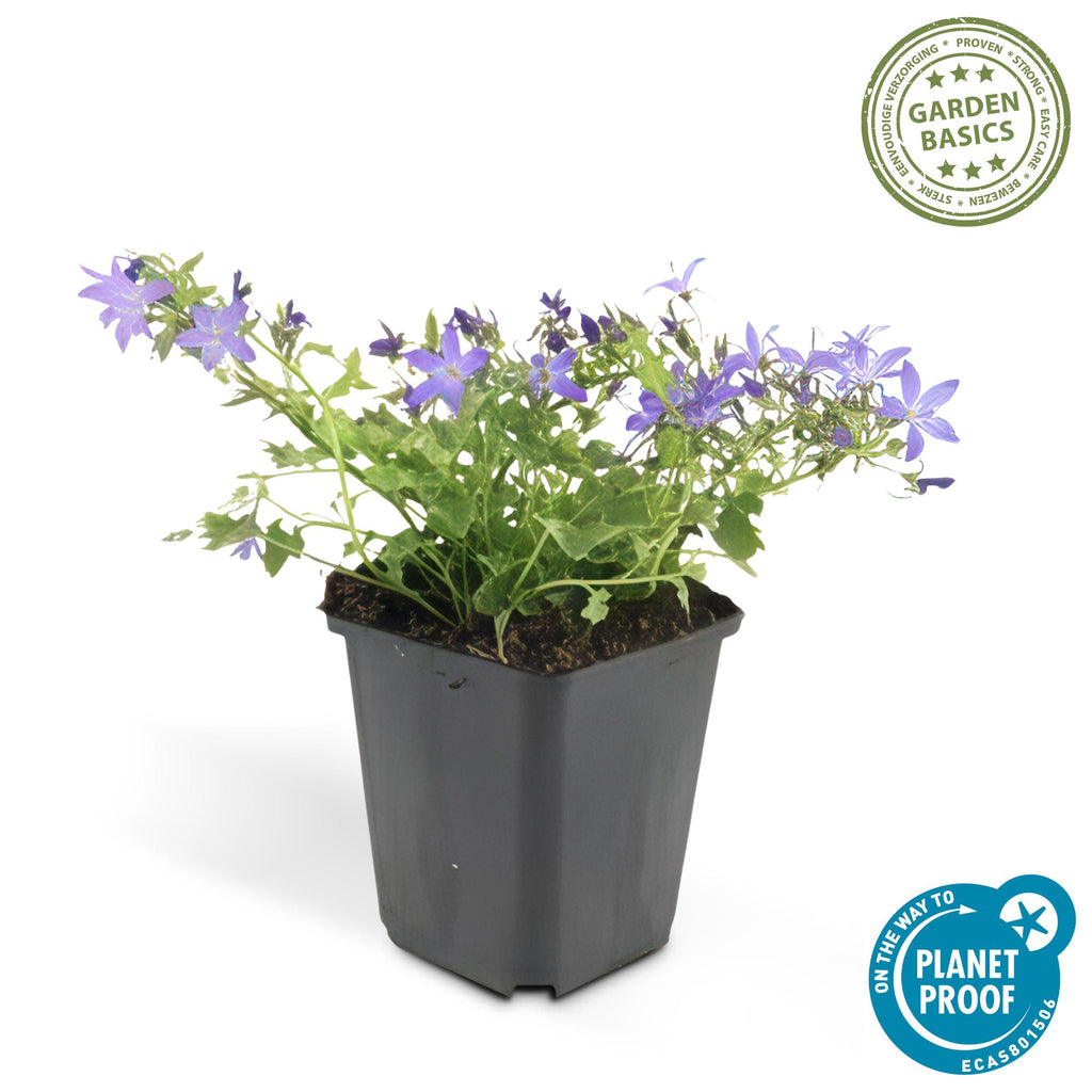 24x Campanula poscharskyana 'Stella' - ↕10-25cm - Ø9cm