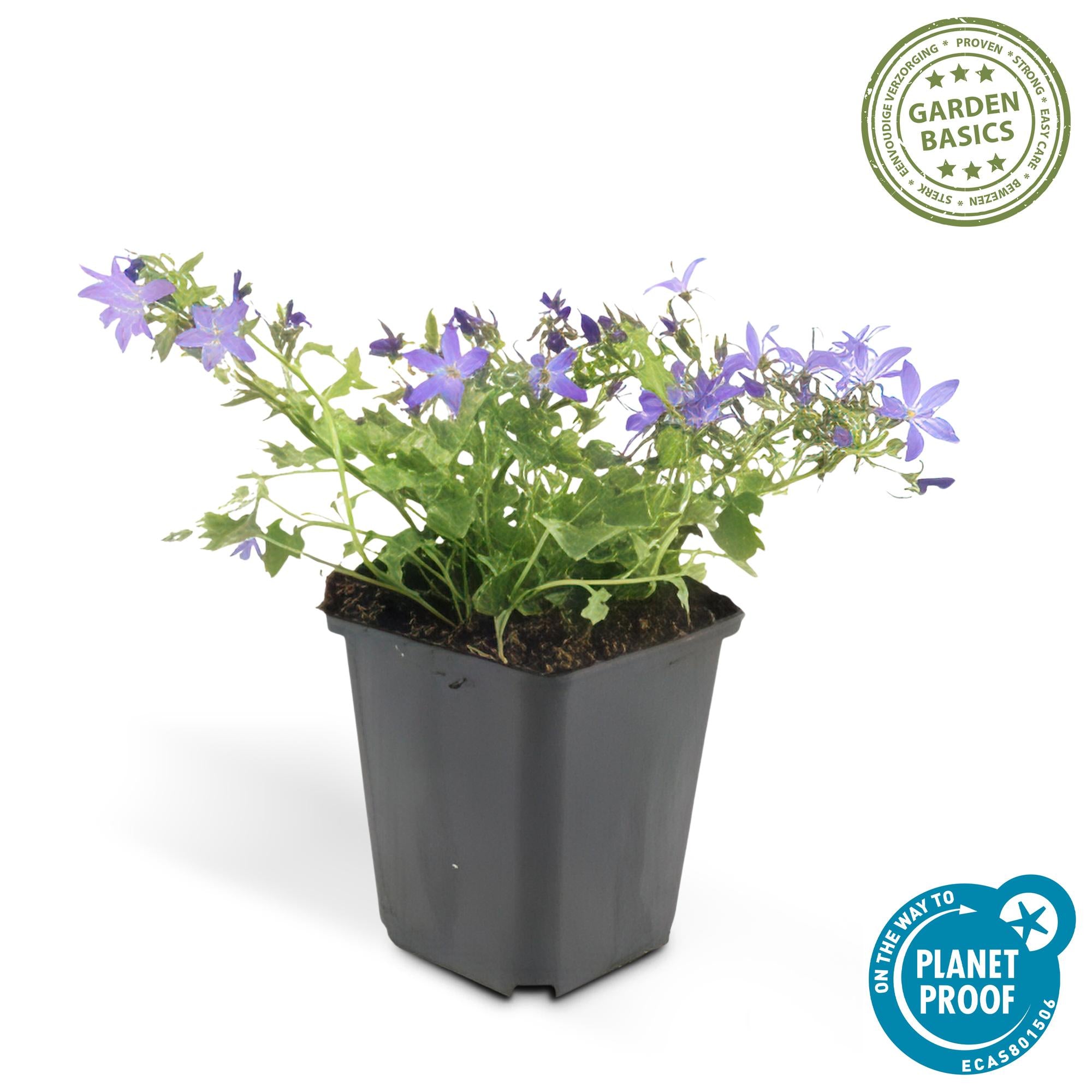 24x Campanula poscharskyana 'Stella' - ↕10-25cm - Ø9cm