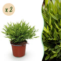 Kamerplant - Bamusa Pogonatherum Monica - Bamboegras - Huisdiervriendelijk - Groen - 2 Planten - Pot 12cm - Hoogte 30-35cm
