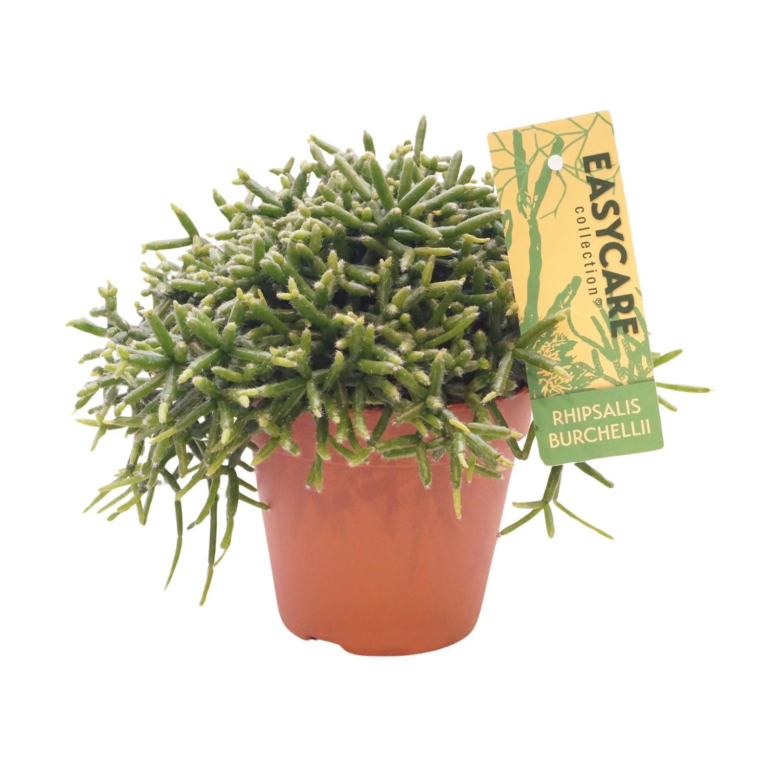 Rhipsalis Burchellii - Ø12 ↕15-20