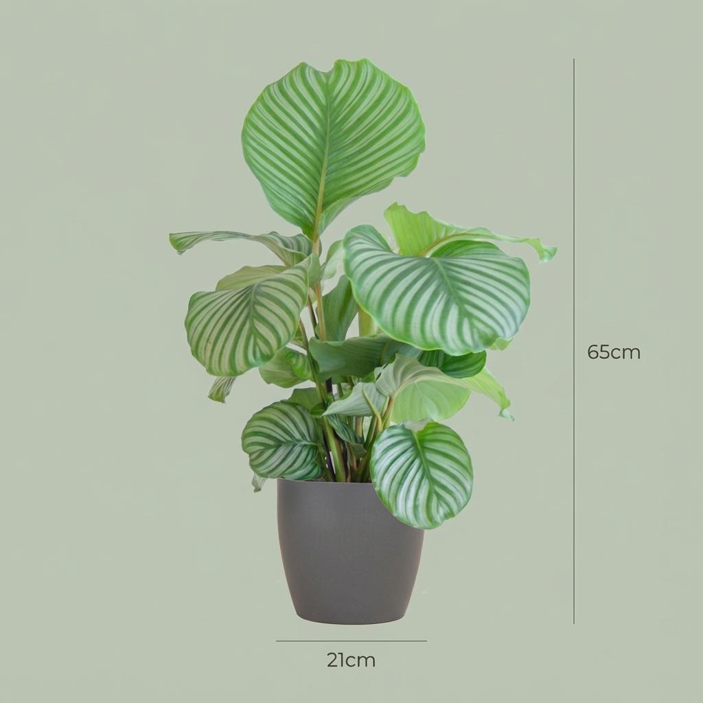 Calathea Orbifolia met Potter grijs - 65cm - Ø21