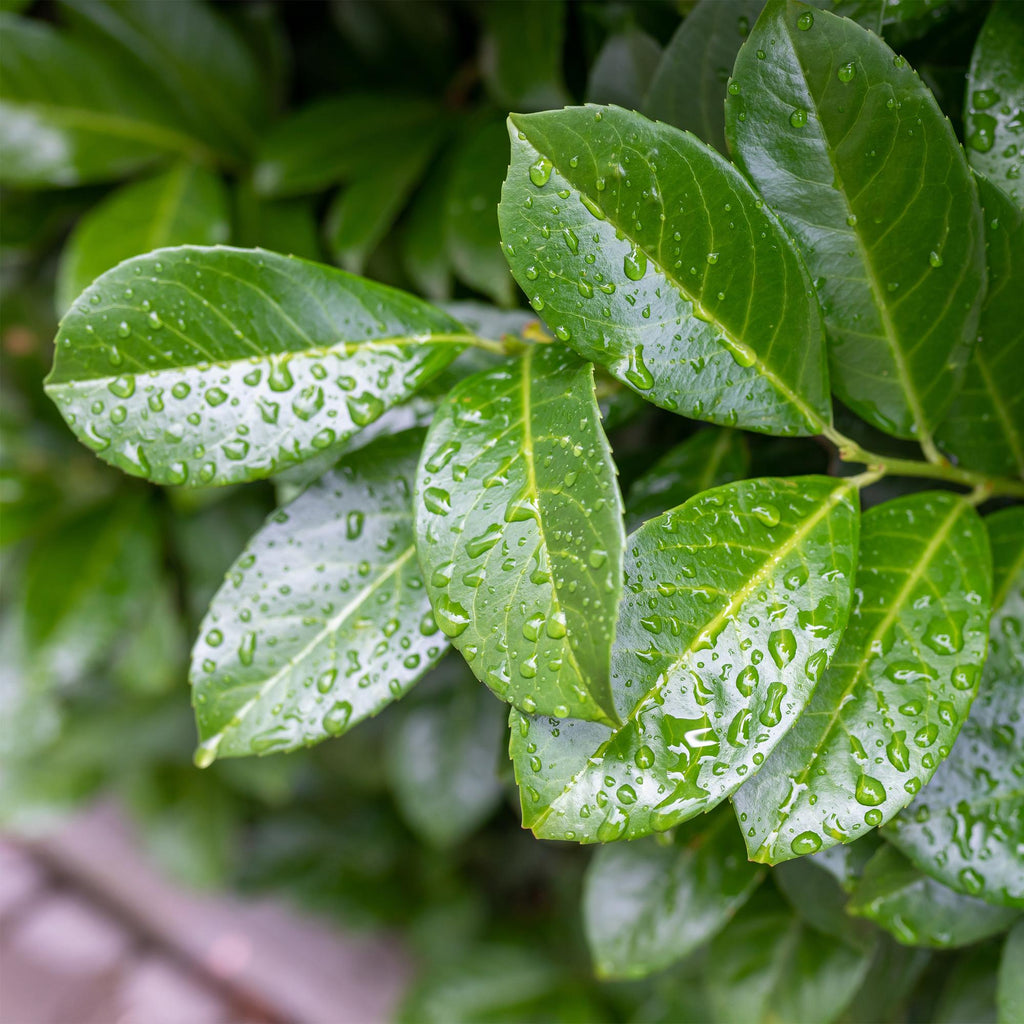 Plant op Stam - Prunus lauroverasus Etna® - Terras Plant - Bladhoudend - Winterhard - Groen Blad - Pot 19cm Hoogte 90cm