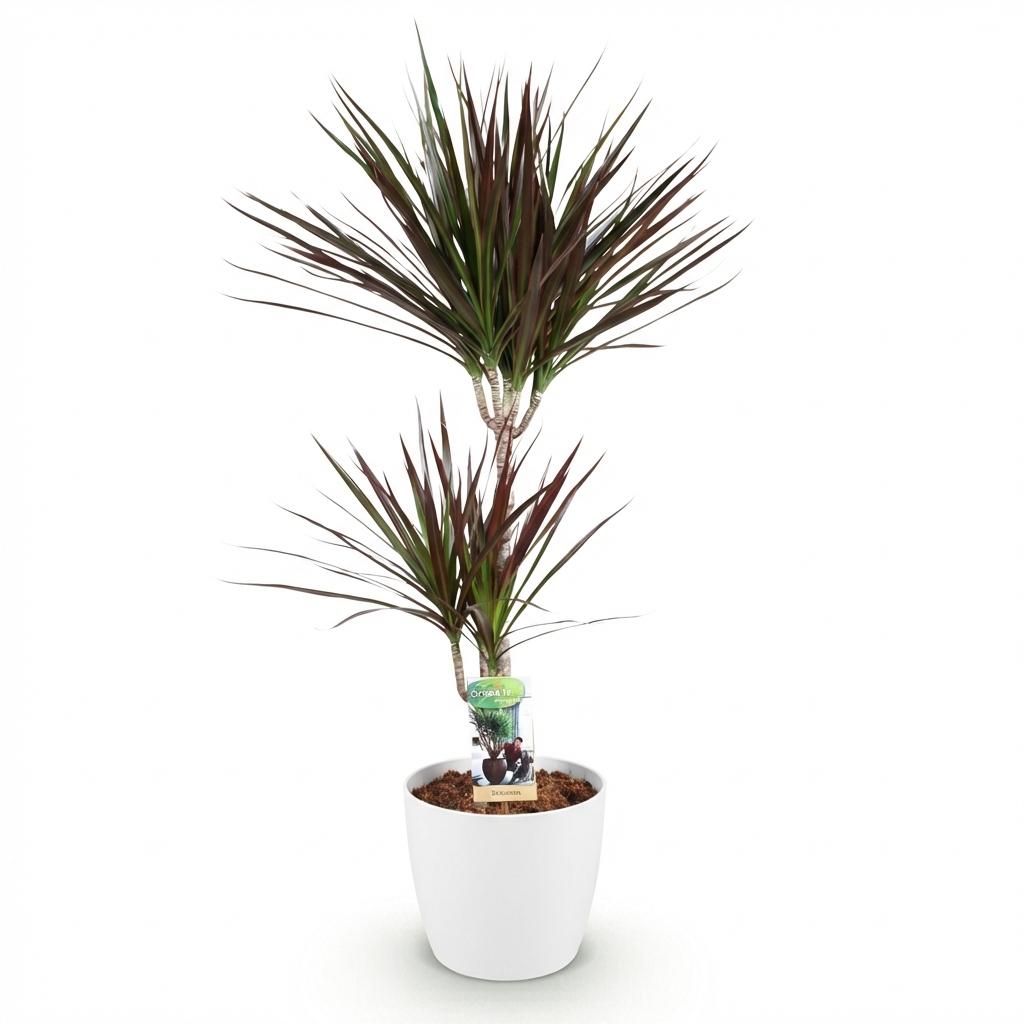 Kamerplanten - Dracaena Magenta - Drakenbloedboom - Weinig onderhoud - Groen - 1 Plant - met Potter Wit - Pot 21cm - Hoogte 90-100cm