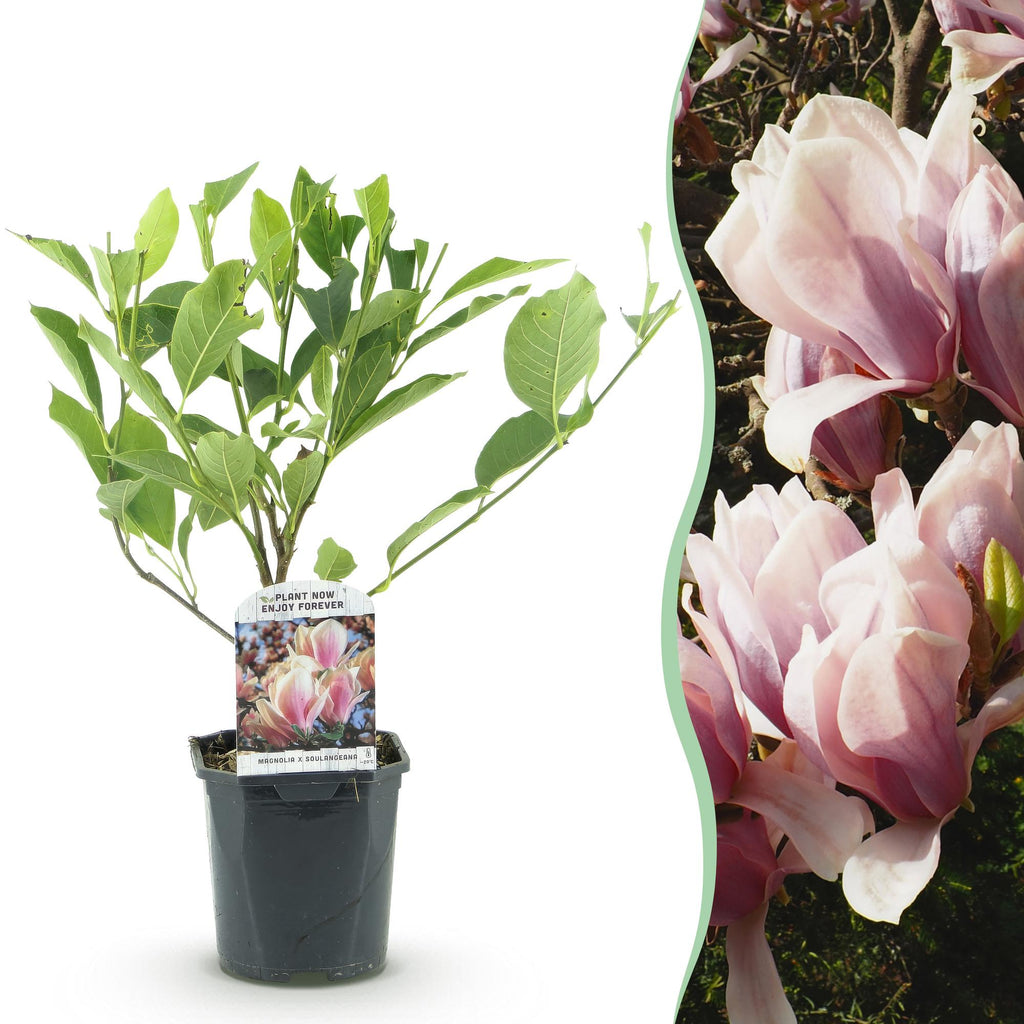 Heesters -  Magnolia Soulangiana  - Bloemen Licht Roze - 1 Plant - Bladverliezend - Weinig Onderhoud - Pot 17cm Hoogte 45cm