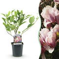Heesters -  Magnolia Soulangiana  - Bloemen Licht Roze - 1 Plant - Bladverliezend - Weinig Onderhoud - Pot 17cm Hoogte 45cm
