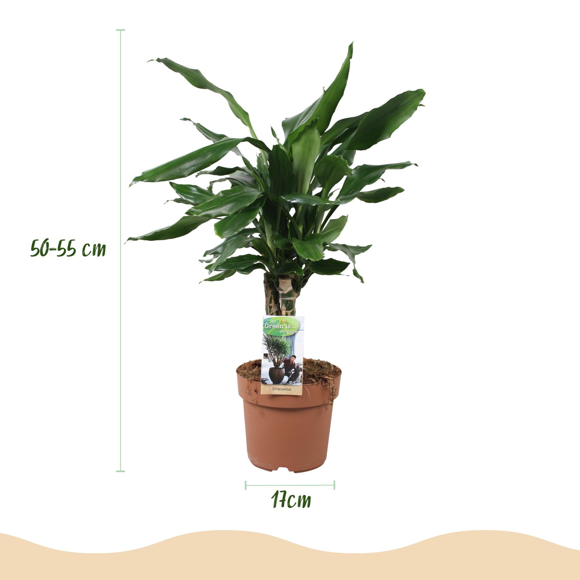 Green is... Kamerplanten - Dracaena fragrans Steudneri - Drakenbloedboom - Weinig onderhoud - Groen - 1 Plant - Pot 17cm - Hoogte 50-55cm