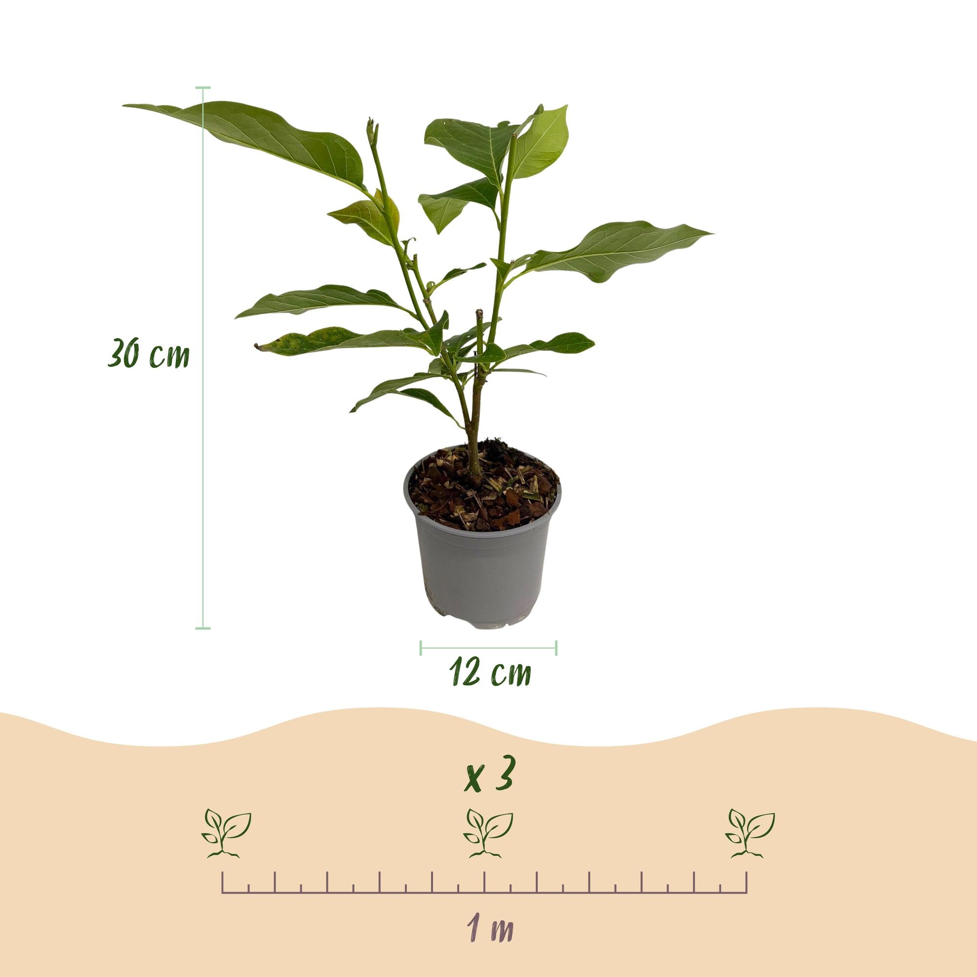 Tuinplant - Magnolia Betty - Bloem Wit - 1 Plant - Bladverliezend - Weinig Onderhoud - Pot 12cm Hoogte 30cm