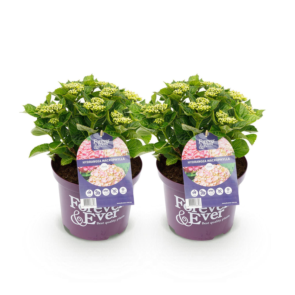 Terrasplant - Hortensia - Hydrangea Forever & Ever - Roze - 7-12 Bloemen - 2 Planten - Pot 23cm Hoogte 55cm