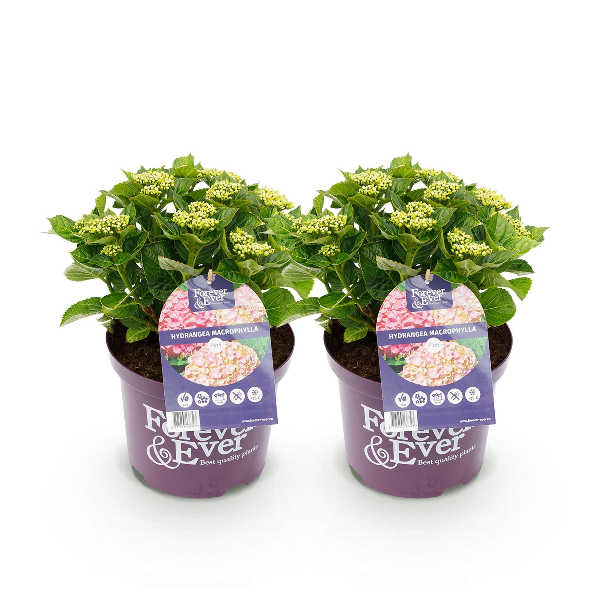Terrasplant - Hortensia - Hydrangea Forever & Ever - Roze - 7-12 Bloemen - 2 Planten - Pot 23cm Hoogte 55cm