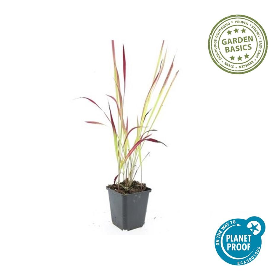 24x Imperata cylindrica 'Red Baron' - ↕10-25cm - Ø9cm