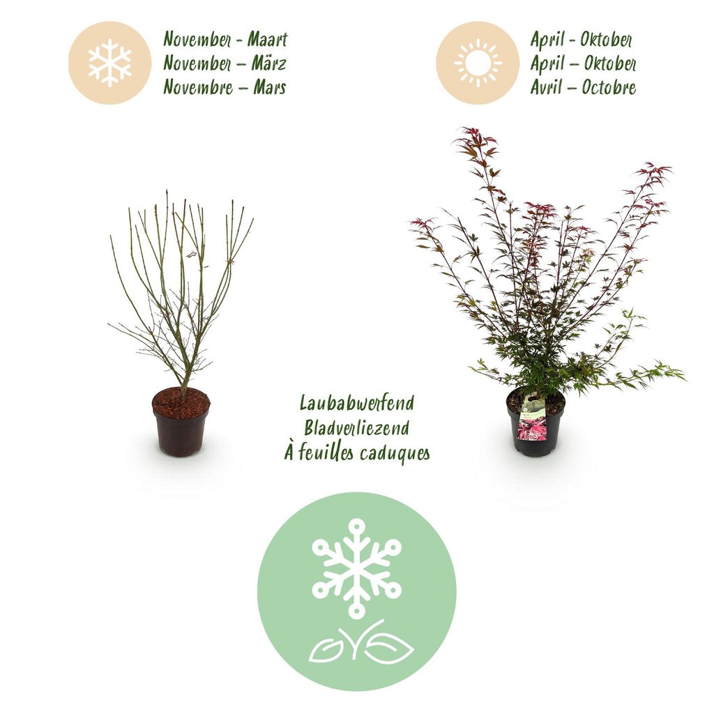 Tuinplant - Acer palmatum Shaina - Japanse Esdoorn - Bladverliezend - Rood - 1 - Pot 26cm - Hoogte 90cm