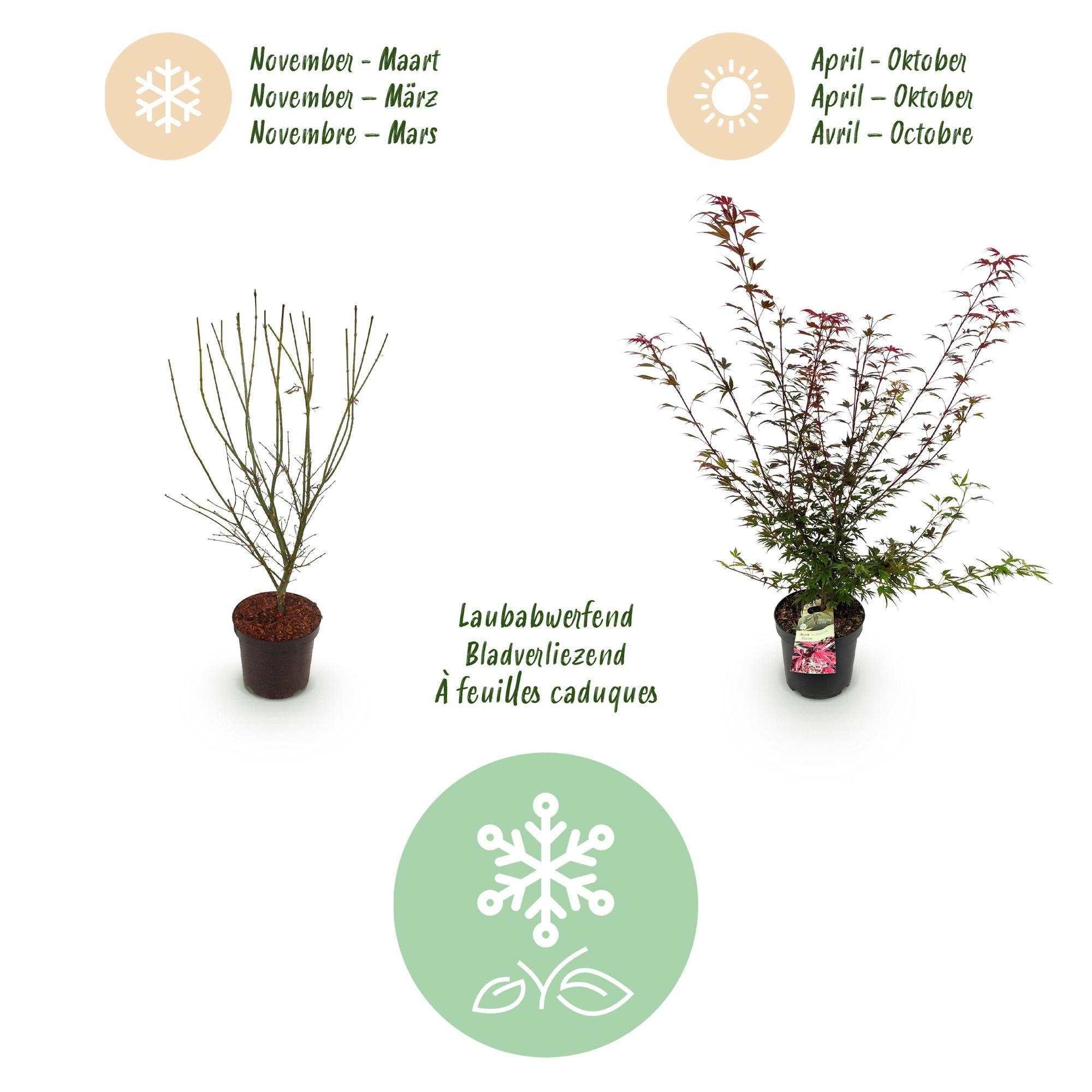 Tuinplant - Acer palmatum Shaina - Japanse Esdoorn - Bladverliezend - Rood - 1 - Pot 26cm - Hoogte 90cm