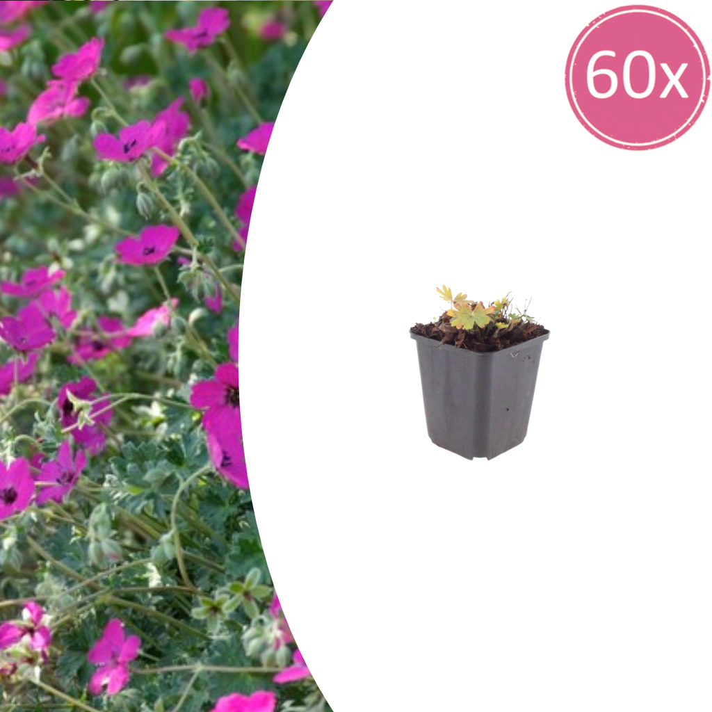 60x Geranium sang. 'Max Frei' - ↕10-25cm - Ø9cm