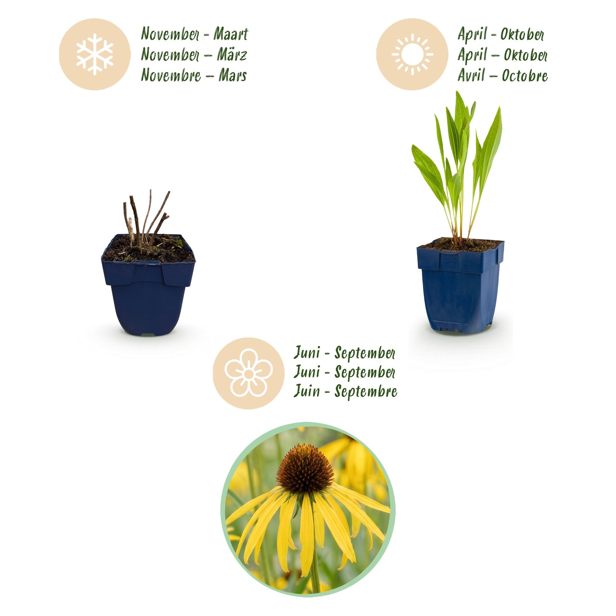 Vasteplant - Echinacea paradoxa - Zonnehoed - Bijen- en vlinderlokkers - Geel - 6 Planten - Pot 11cm - Hoogte 15-25cm