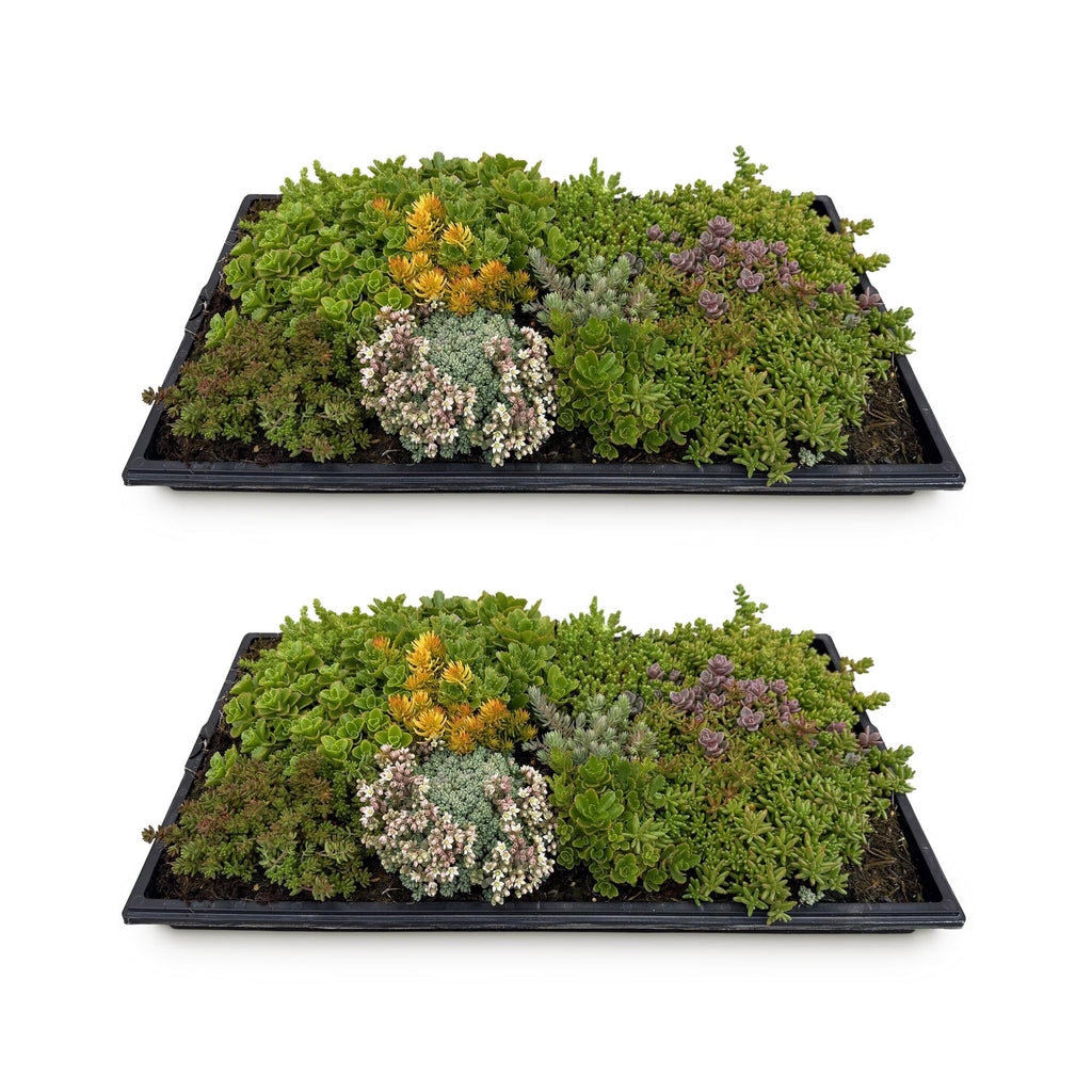 Bodembedekker - Winterhard - Sedum mat - Bestaat uit 10 soorten - X2 - Weinig Onderhoud - Lengte 50 Breedte 30
