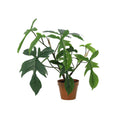 ARTIFICIAL Philodendron Florida - 44cm
