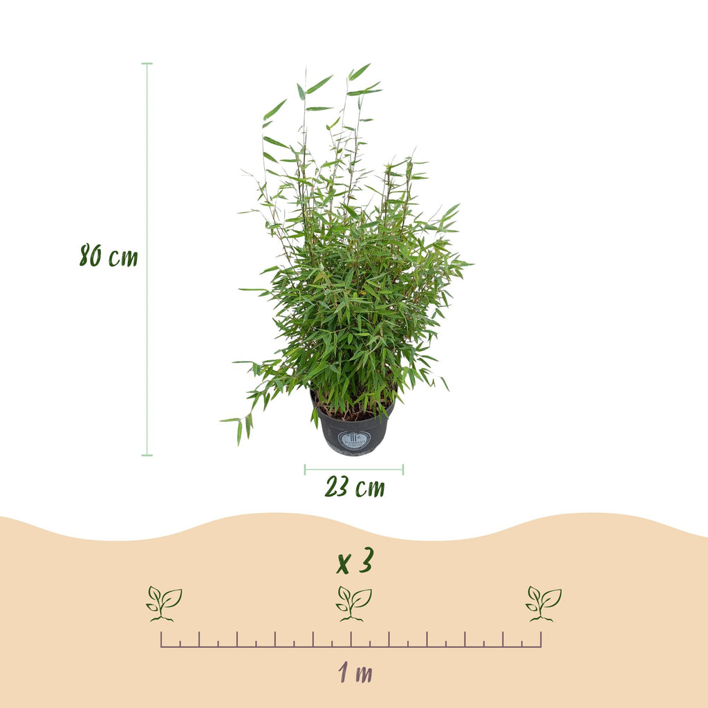 Grassen - Fargesia nitida Red Dragon - Niet Woekerende Bamboe - Bladhoudend - Groen - 1 Plant - Pot 23 cm - Hoogte 80 cm