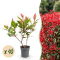 40x Photinia fraseri Little Red Robin - Glansmispel - Haagplanten - Groenblijvend - Rood - Pot 9cm - Hoogte 25-35cm