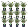 12x - Fargesia rufa - 40cm - Ø14