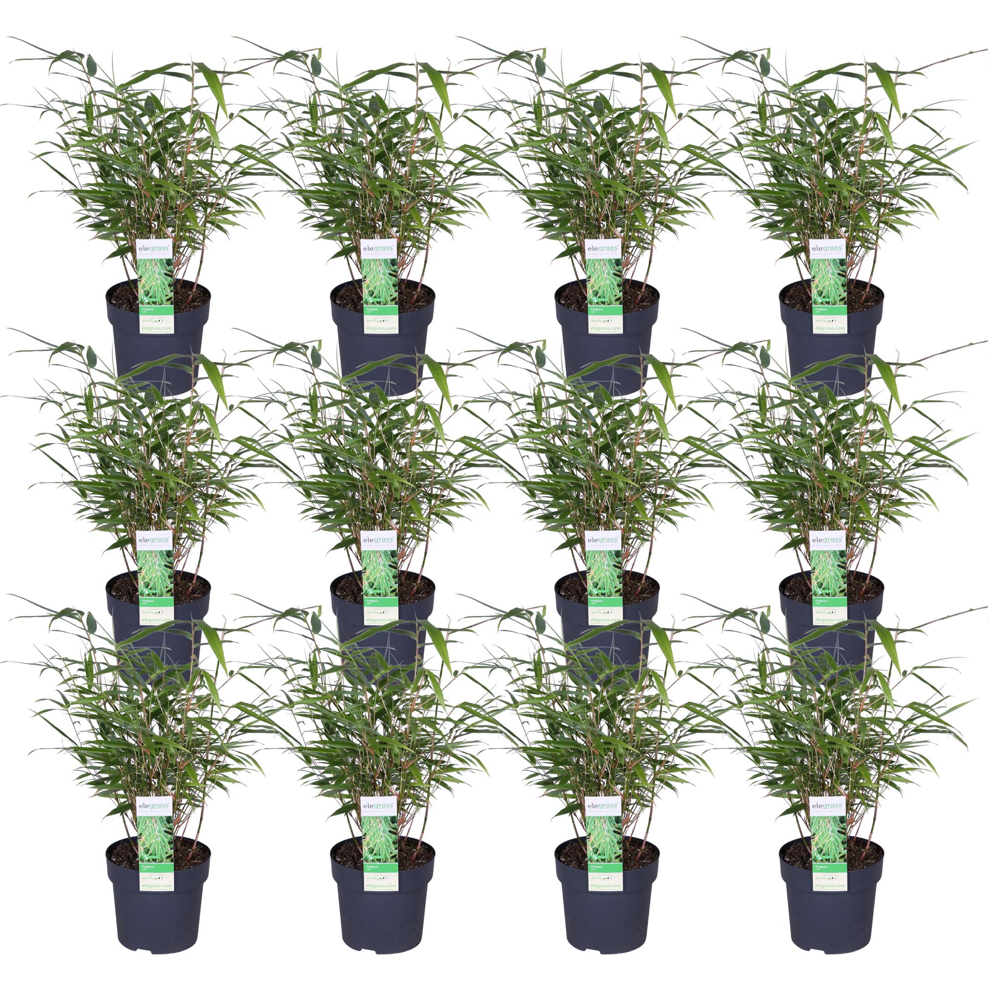 12x - Fargesia rufa - 40cm - Ø14