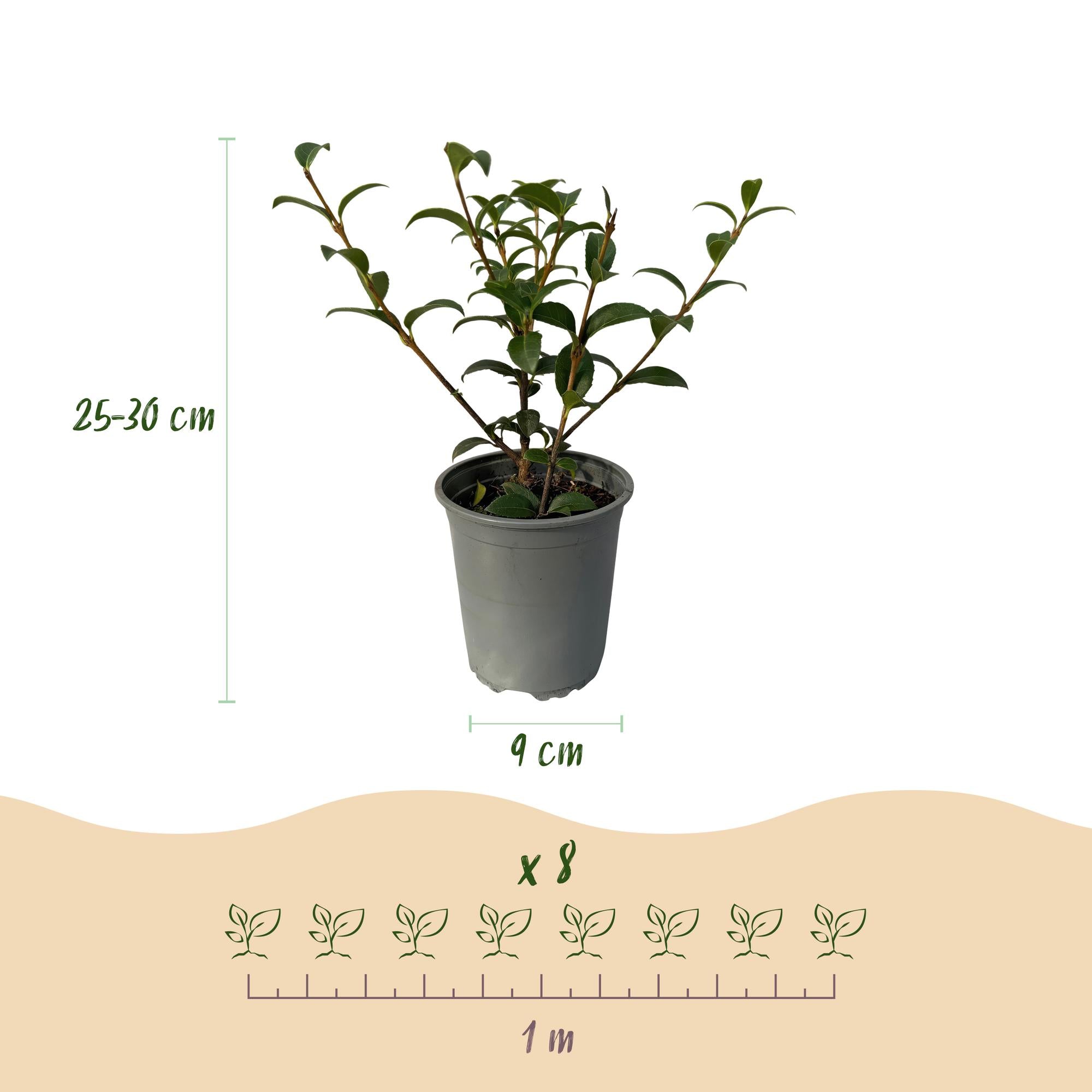 Haagplanten - Osmathus burkwoodii - blad groen - 8 planten - 1 strekkende meter - groenblijvend - pot 9cm hoogte 25-30cm