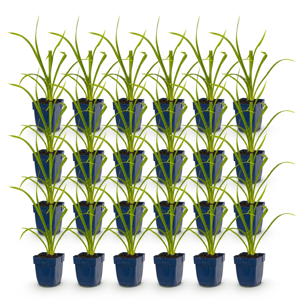 Vasteplant - Hemerocallis Summer Wine - Daglelie - Bijen en Vlinderlokkers - Paars - 24 Planten - Pot 11cm - Hoogte 15-25cm