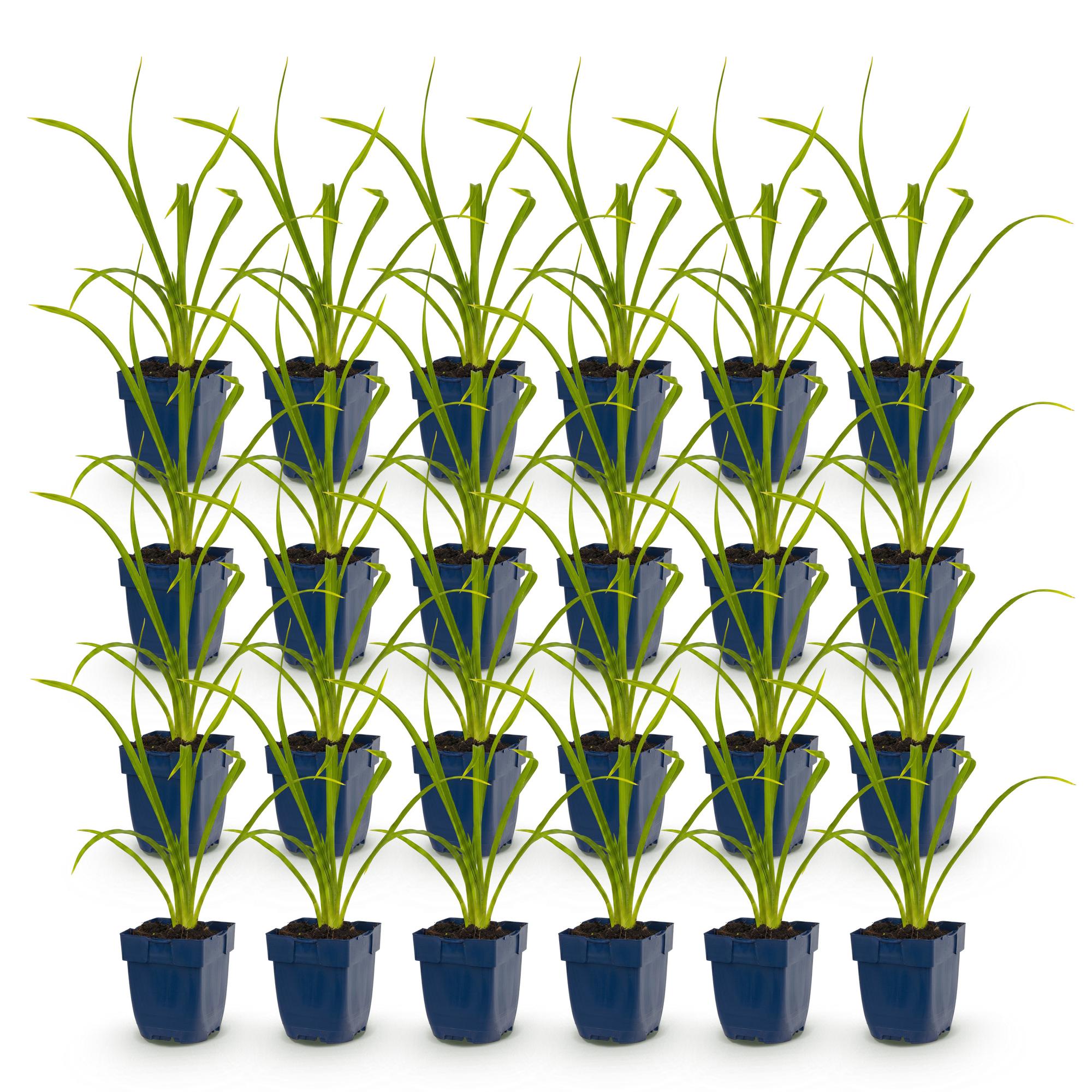 Vasteplant - Hemerocallis Summer Wine - Daglelie - Bijen en Vlinderlokkers - Paars - 24 Planten - Pot 11cm - Hoogte 15-25cm