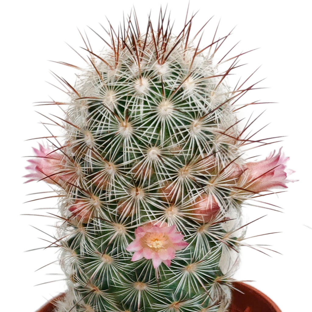 Cactus mix 5.5 cm - zonder pot bloeiend - 5x