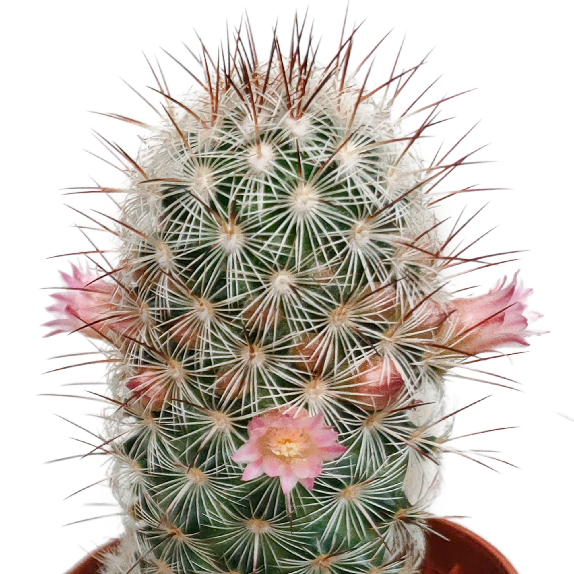 Cactus mix 5.5 cm - zonder pot bloeiend - 5x
