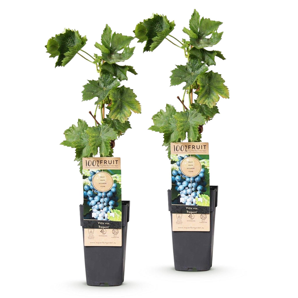 Fruitplant - Vitis vinifera Regent - Druivenplant - Geent - Blauwe Druif - 2 Planten - Pot 15cm - Hoogte 50cm