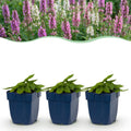 Vasteplant - Stachys Duo - Betonie - Bijen- en vlinderlokkers - Roze - Paars - Wit - 12 Planten - Pot 11cm - Hoogte 15-25cm
