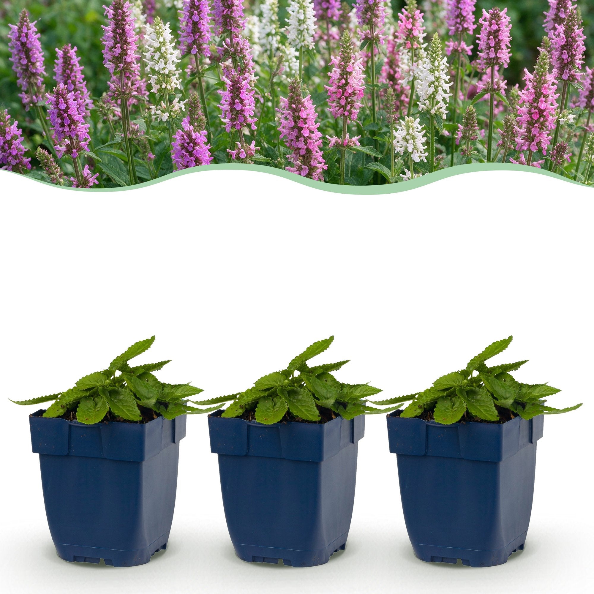 Vasteplant - Stachys Duo - Betonie - Bijen- en vlinderlokkers - Roze - Paars - Wit - 12 Planten - Pot 11cm - Hoogte 15-25cm