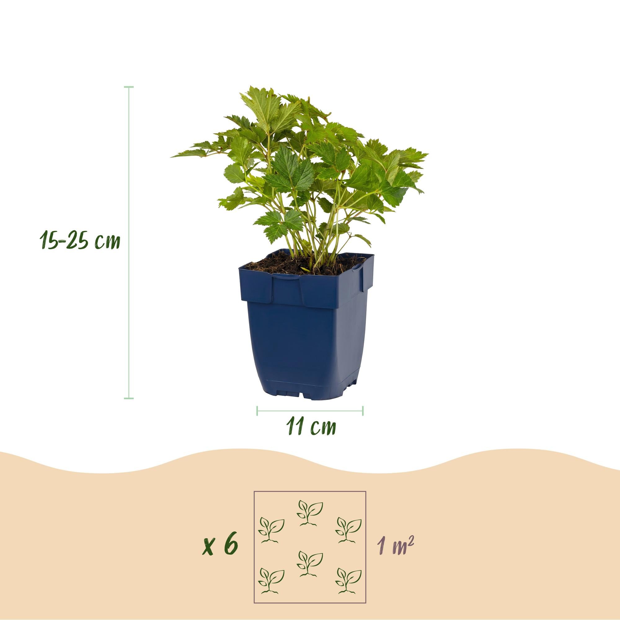 Vasteplant - Astilbe chin. Pumila - Pluimspirea - Schaduw - Paars - 12 Planten - Pot 11cm - Hoogte 15-25cm
