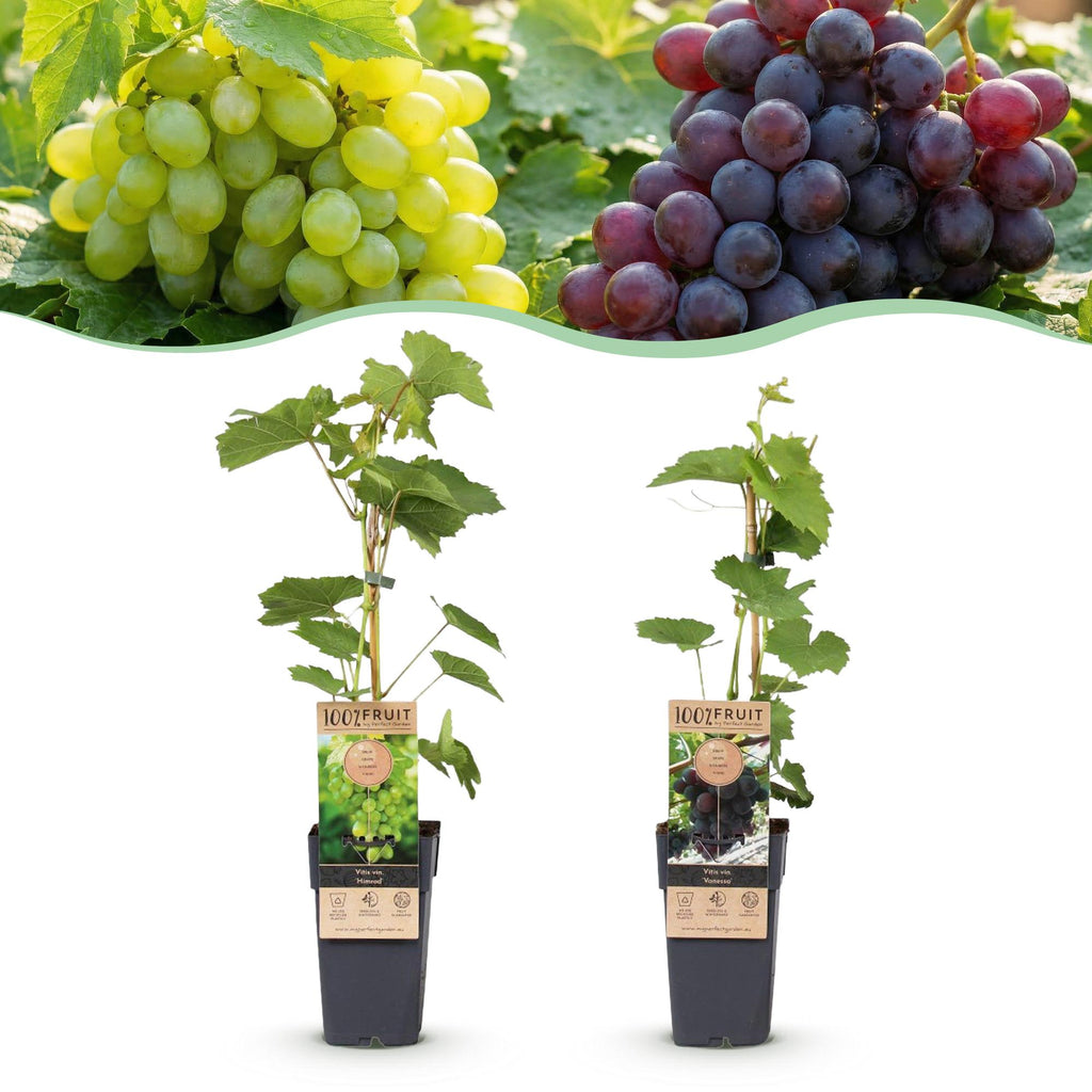 Fruitplant - Vitis vinifera Himrod - Vanessa - Druivenplant - Pitarm - Blauw & Witte Druif - 2 Planten - Pot 15cm - Hoogte 50cm