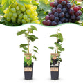 Fruitplant - Vitis vinifera Himrod - Vanessa - Druivenplant - Pitarm - Blauw & Witte Druif - 2 Planten - Pot 15cm - Hoogte 50cm