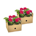 8x Pelargonium Peltatum Mexica Ruby Ø12 cm - ↕20 cm