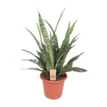 Sansevieria Diamond Green - Ø25cm - ↕80cm