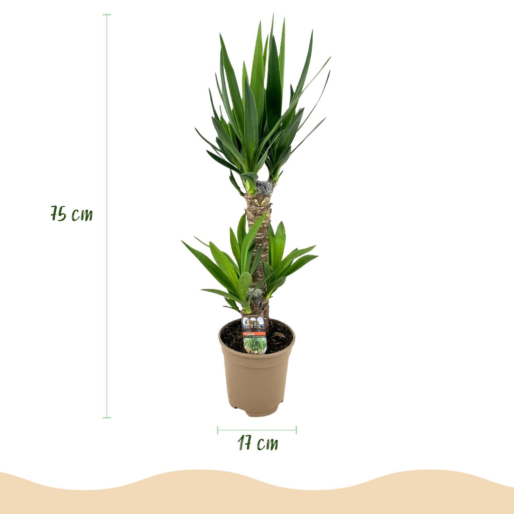 Kamerplant - Yucca elephantipes - Yucca - Weinig onderhoud - Groen - 1 - Pot 17cm - Hoogte 75cm