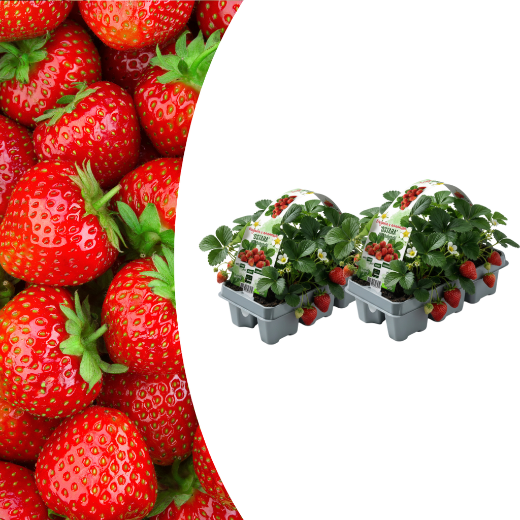 Aardbeien 6 pack (Fragaria) 100% biologisch 2x
