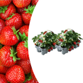 Aardbeien 6 pack (Fragaria) 100% biologisch 2x